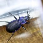 Carabus problematicus + 2 Bilder