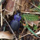 Carabus problematicus