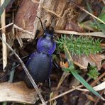 Carabus problematicus