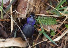 Carabus problematicus