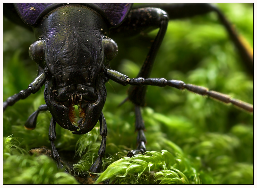 Carabus problematicus