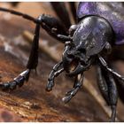 ~ Carabus problematicus ~