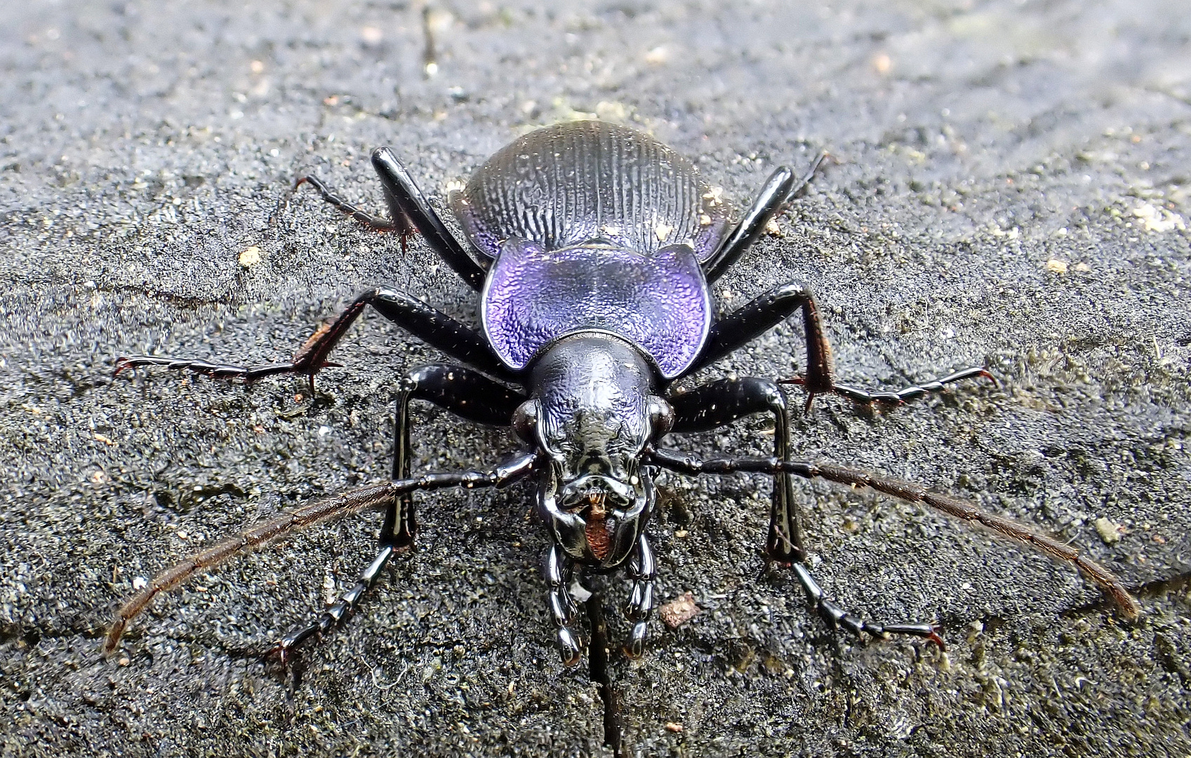 Carabus problematicus