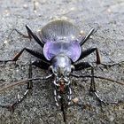 Carabus problematicus