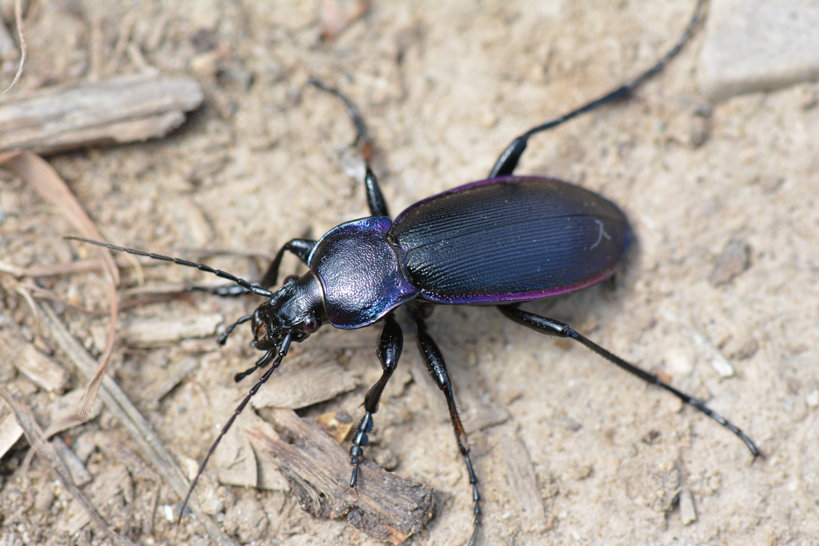 Carabus violaceus