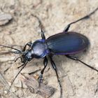 Carabus violaceus