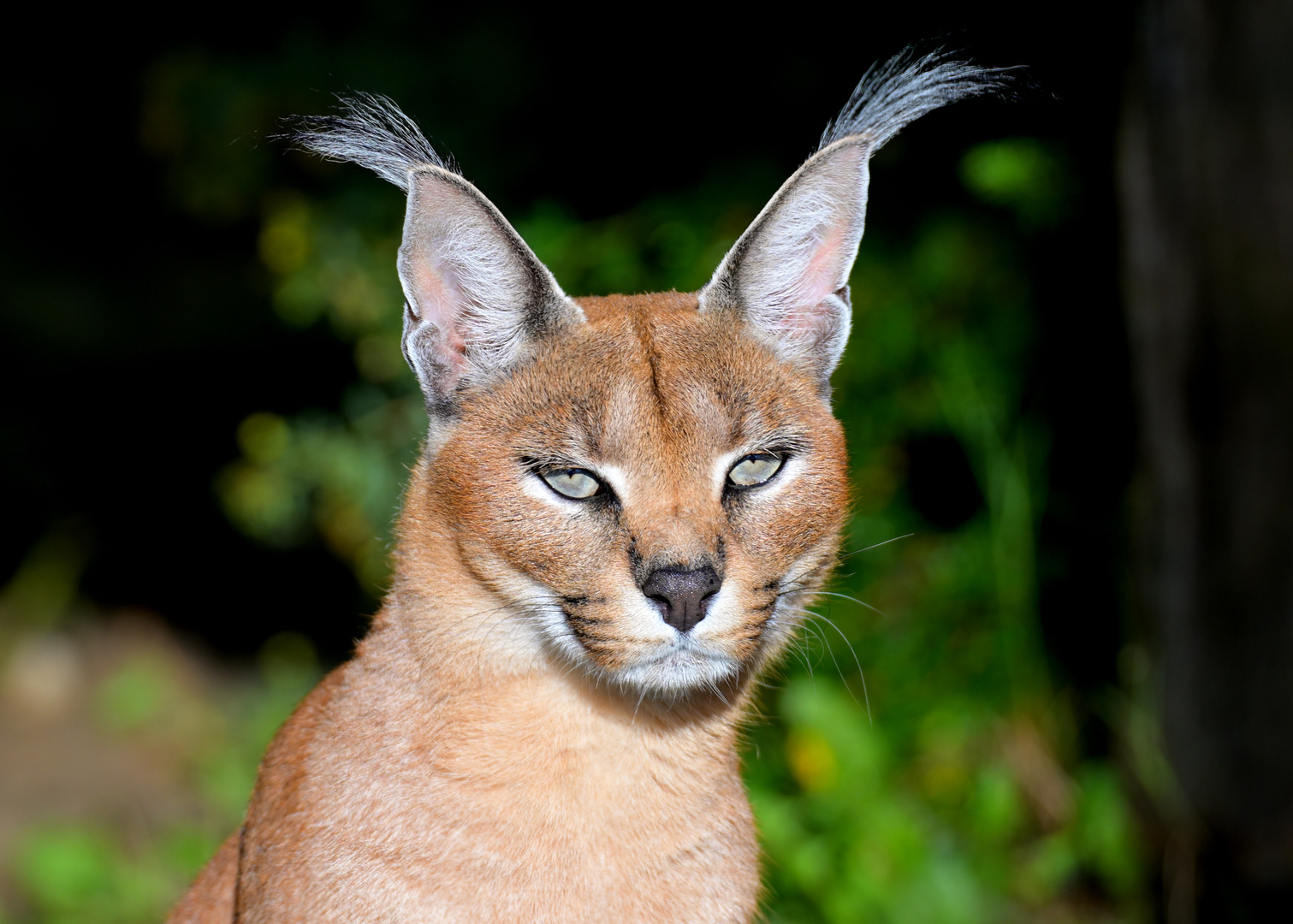 Caracal