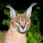 Caracal