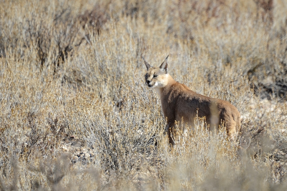 Caracal