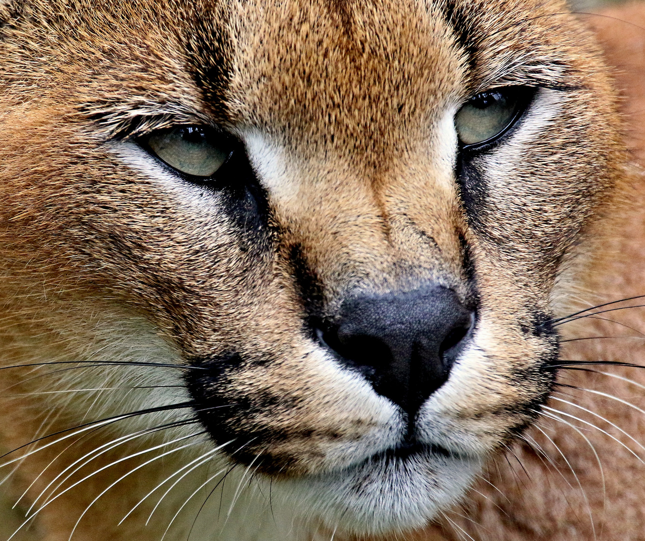 Caracal