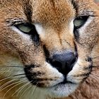 Caracal