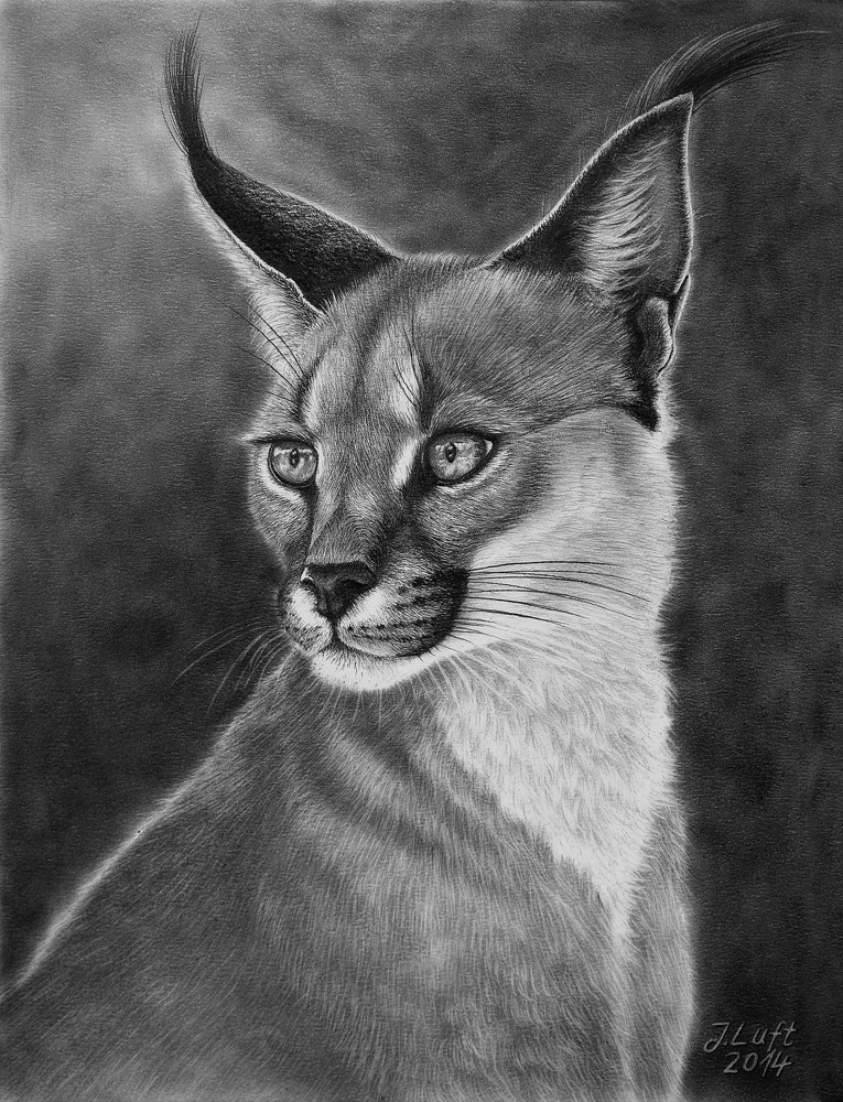 Caracal