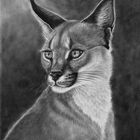 Caracal