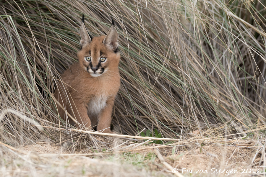 Caracal