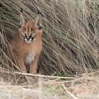 Caracal