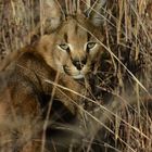 Caracal