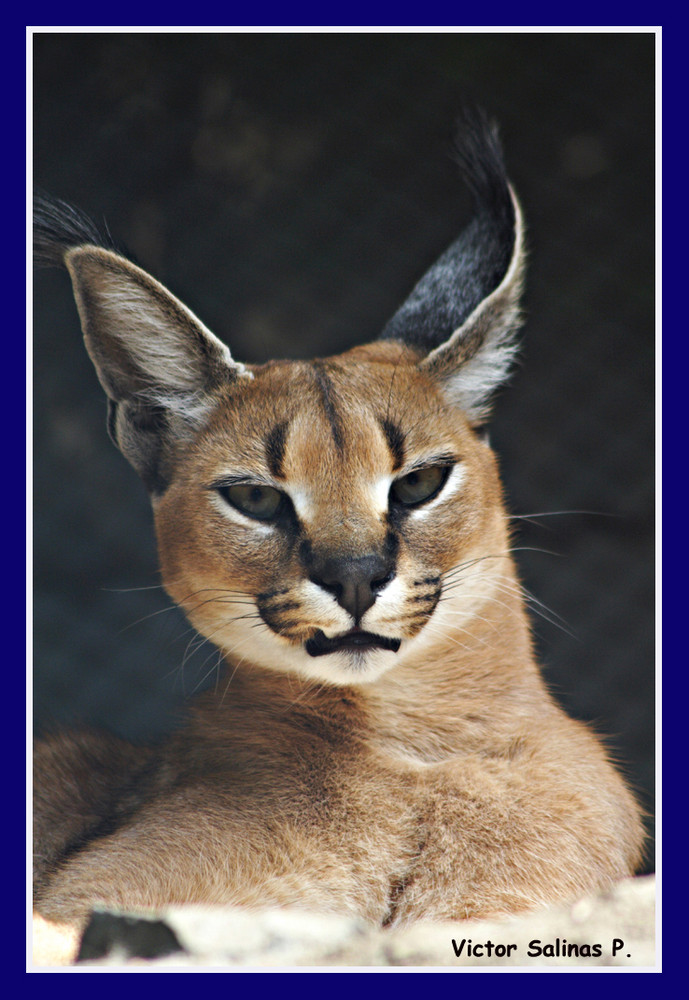 Caracal