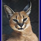 Caracal