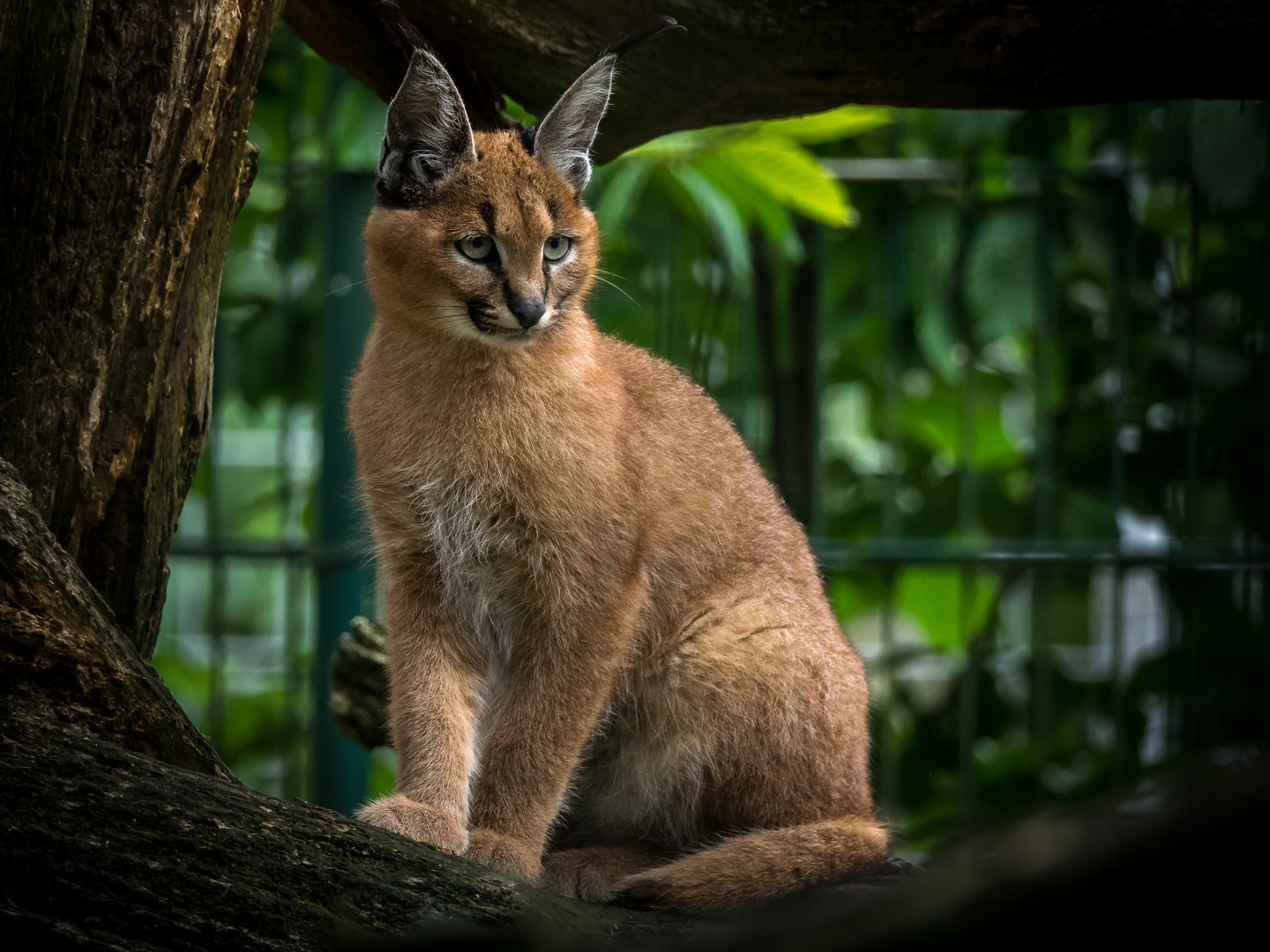 Caracal caracal Foto & Bild natur, katzen, zoo Bilder auf