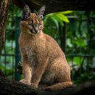 Caracal caracal