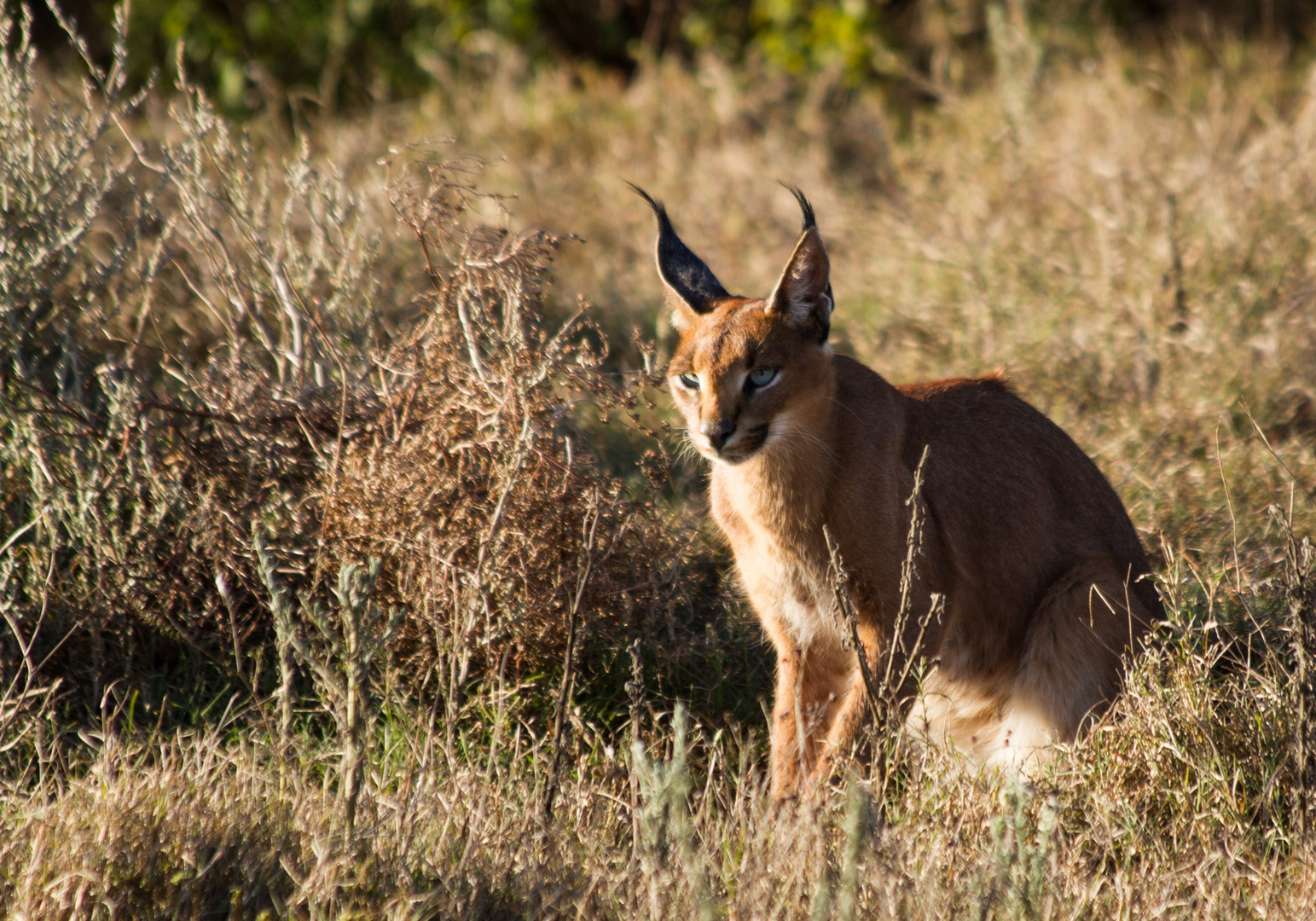 Caracal