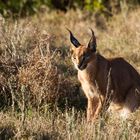 Caracal