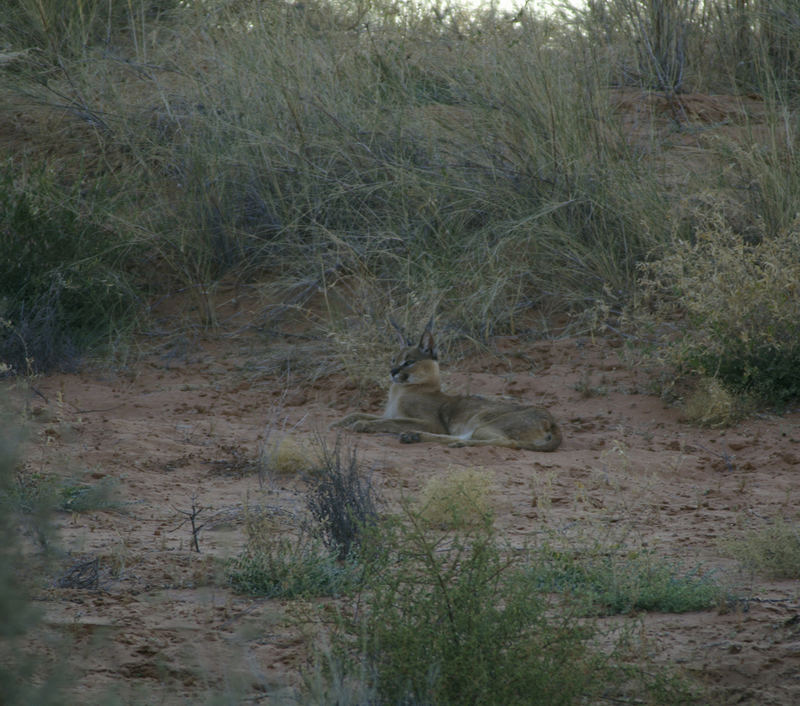 Caracal - Lince del deserto