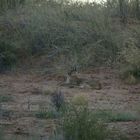 Caracal - Lince del deserto