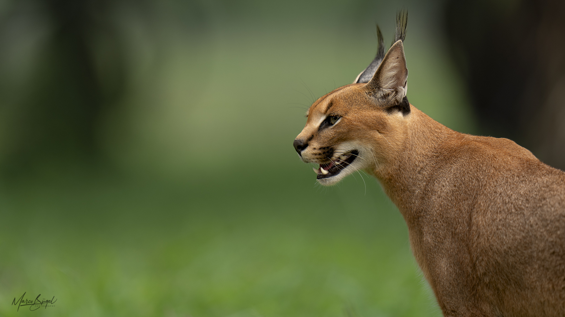 Caracal Männchen in Südafrika