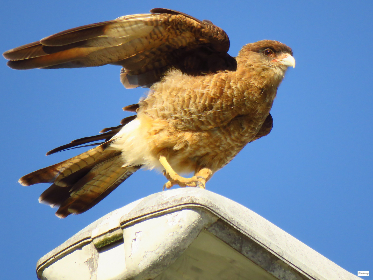 Caracara