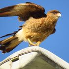 Caracara