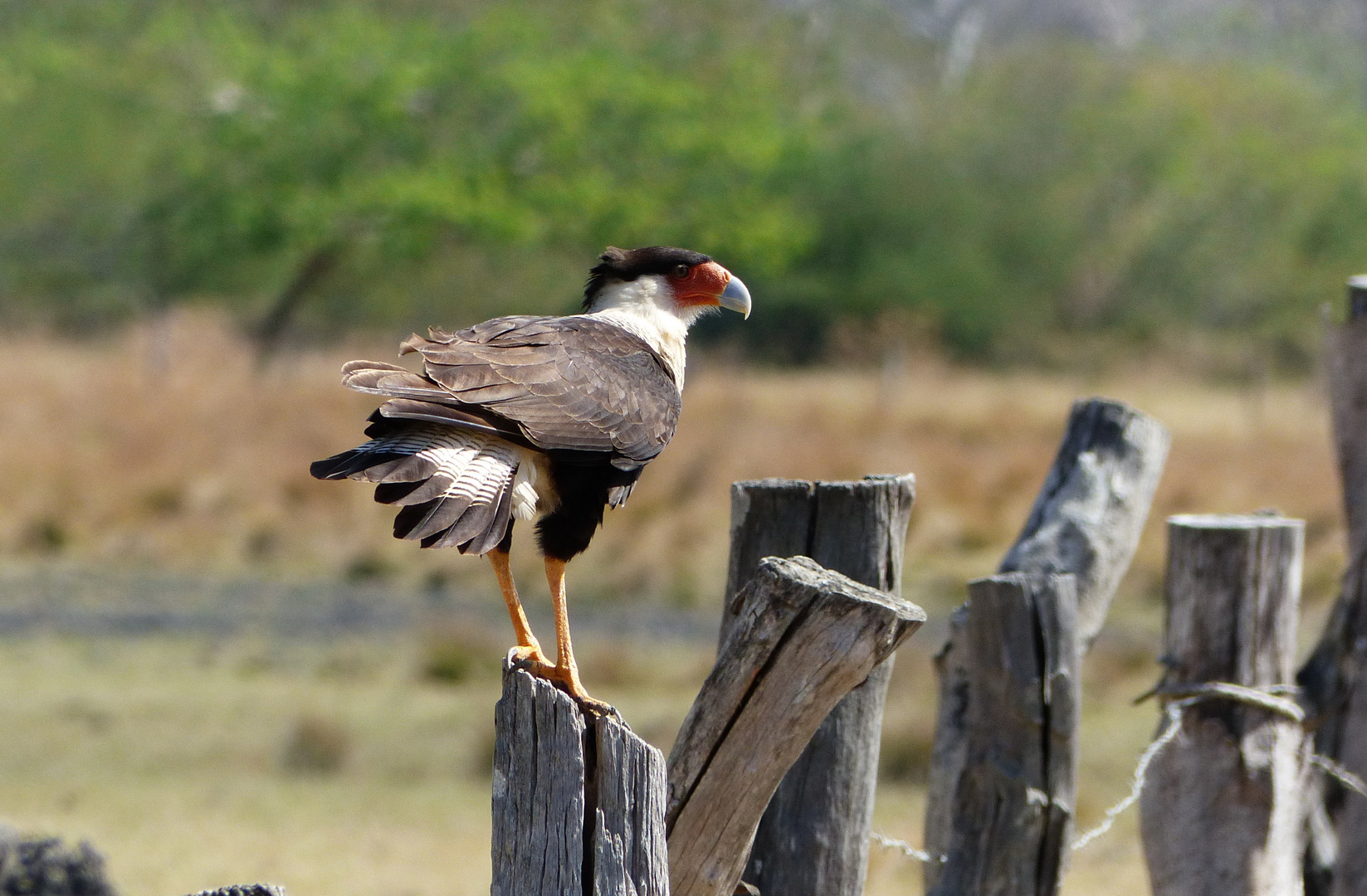 - Caracara  -