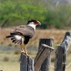 - Caracara  -