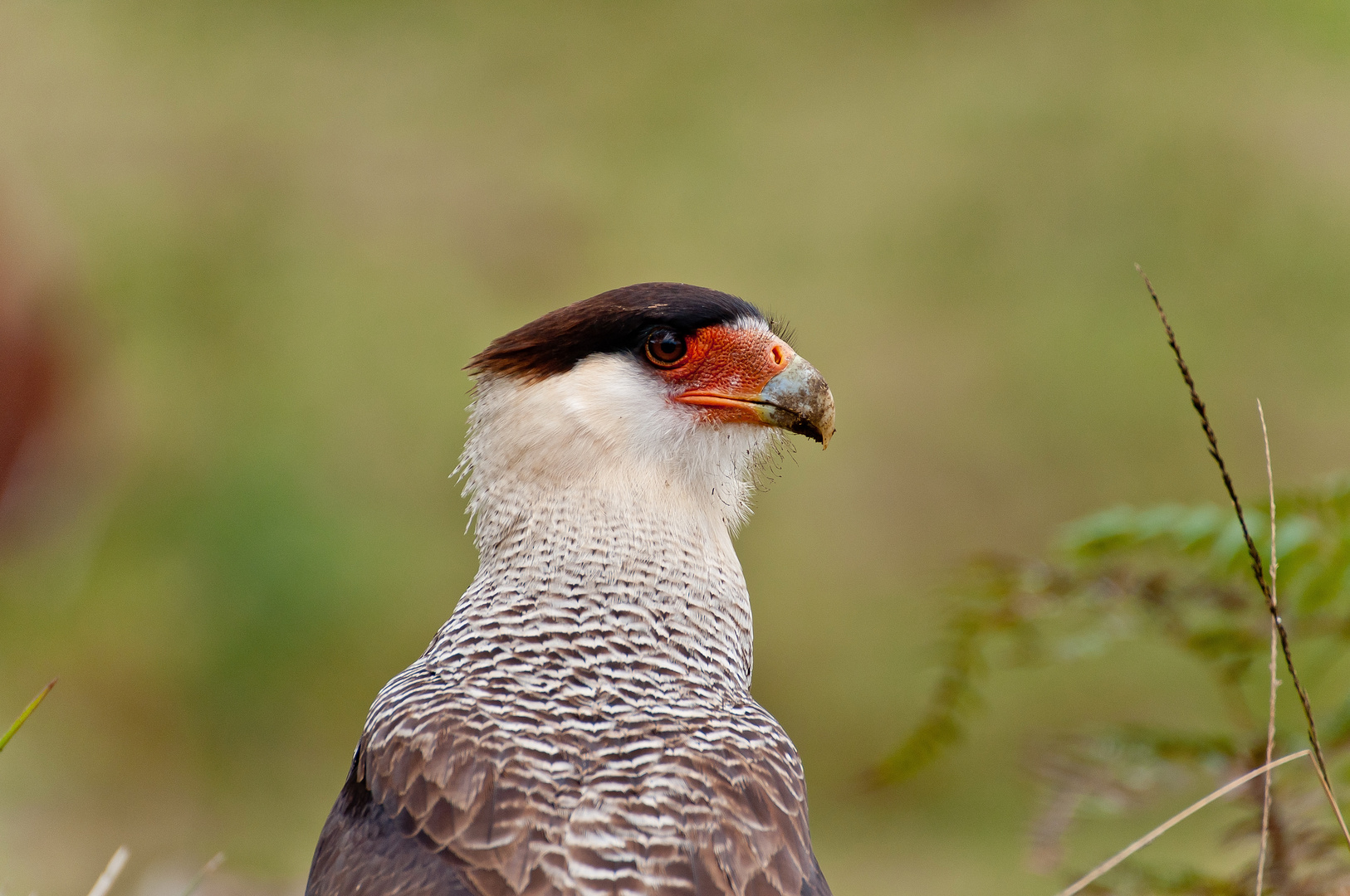 Caracará