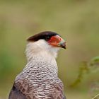 Caracará