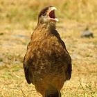 Caracara ......