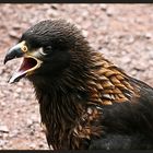 CARACARA