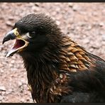 CARACARA