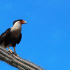 Caracara