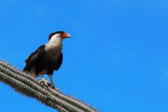 Caracara