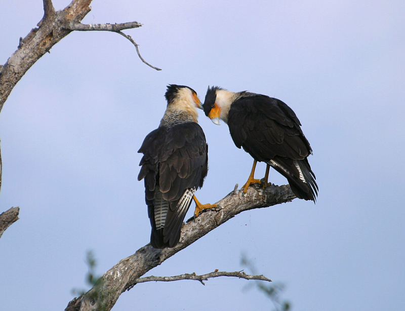 Caracara