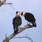 Caracara