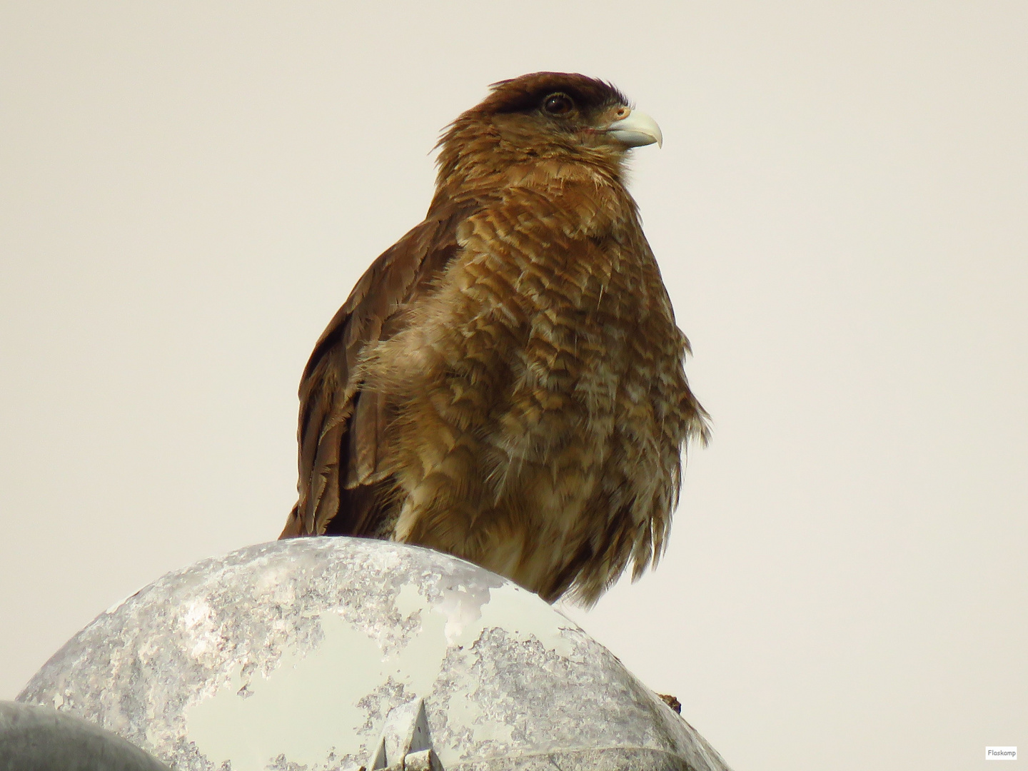 Caracara ......