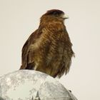 Caracara ......