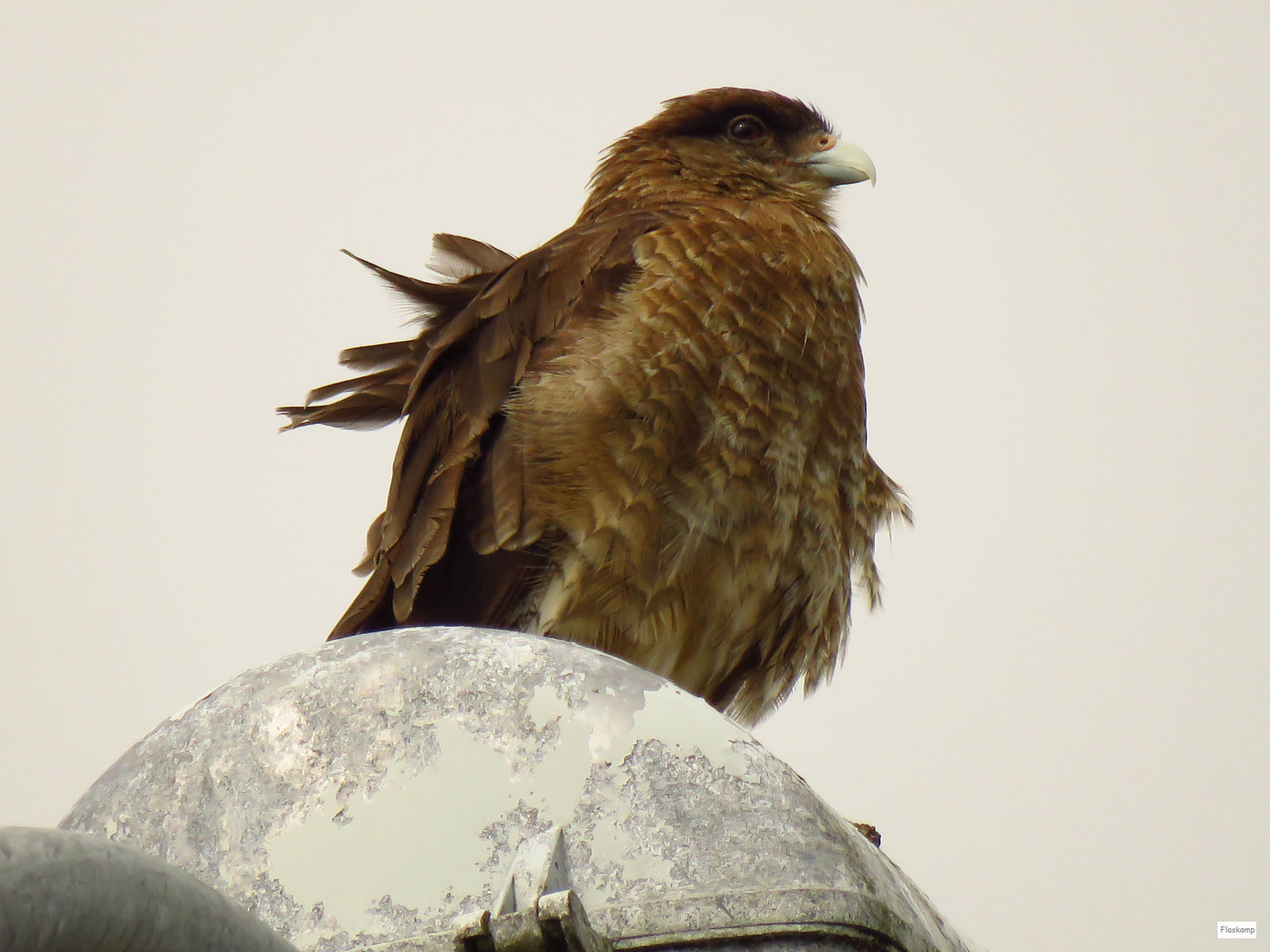 Caracara ......