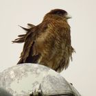 Caracara ......