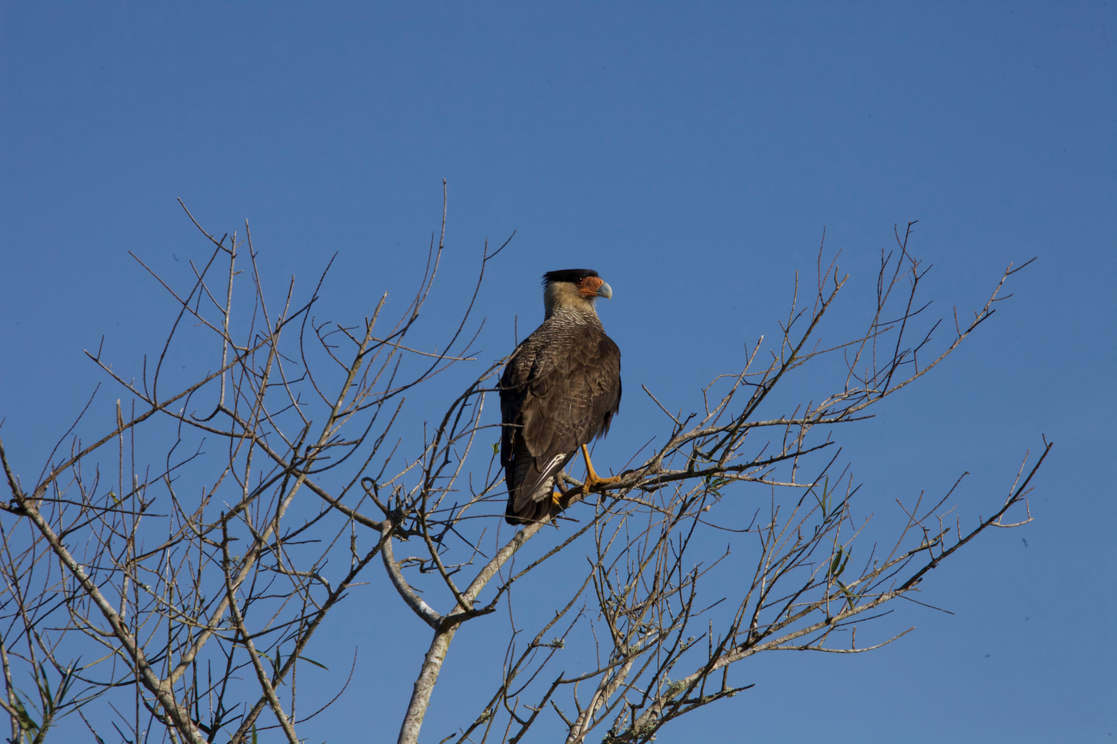 Caracara