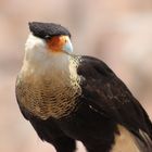 Caracara