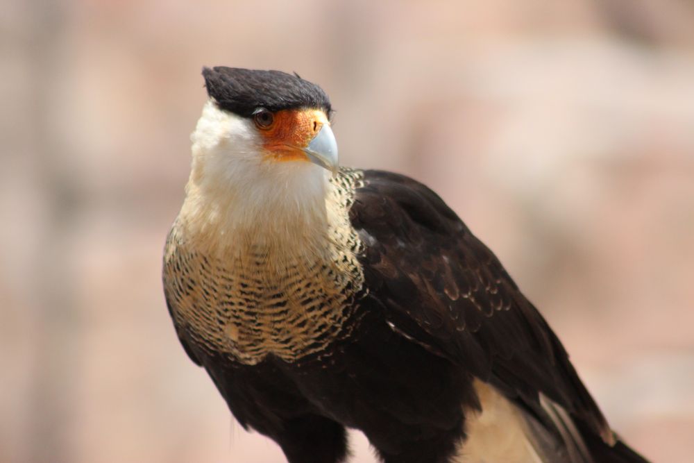 Caracara