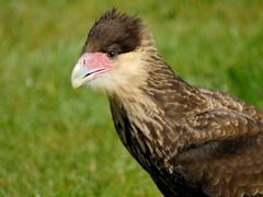 Caracara